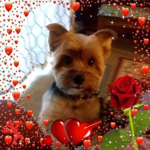 Meet your Posher, Donna